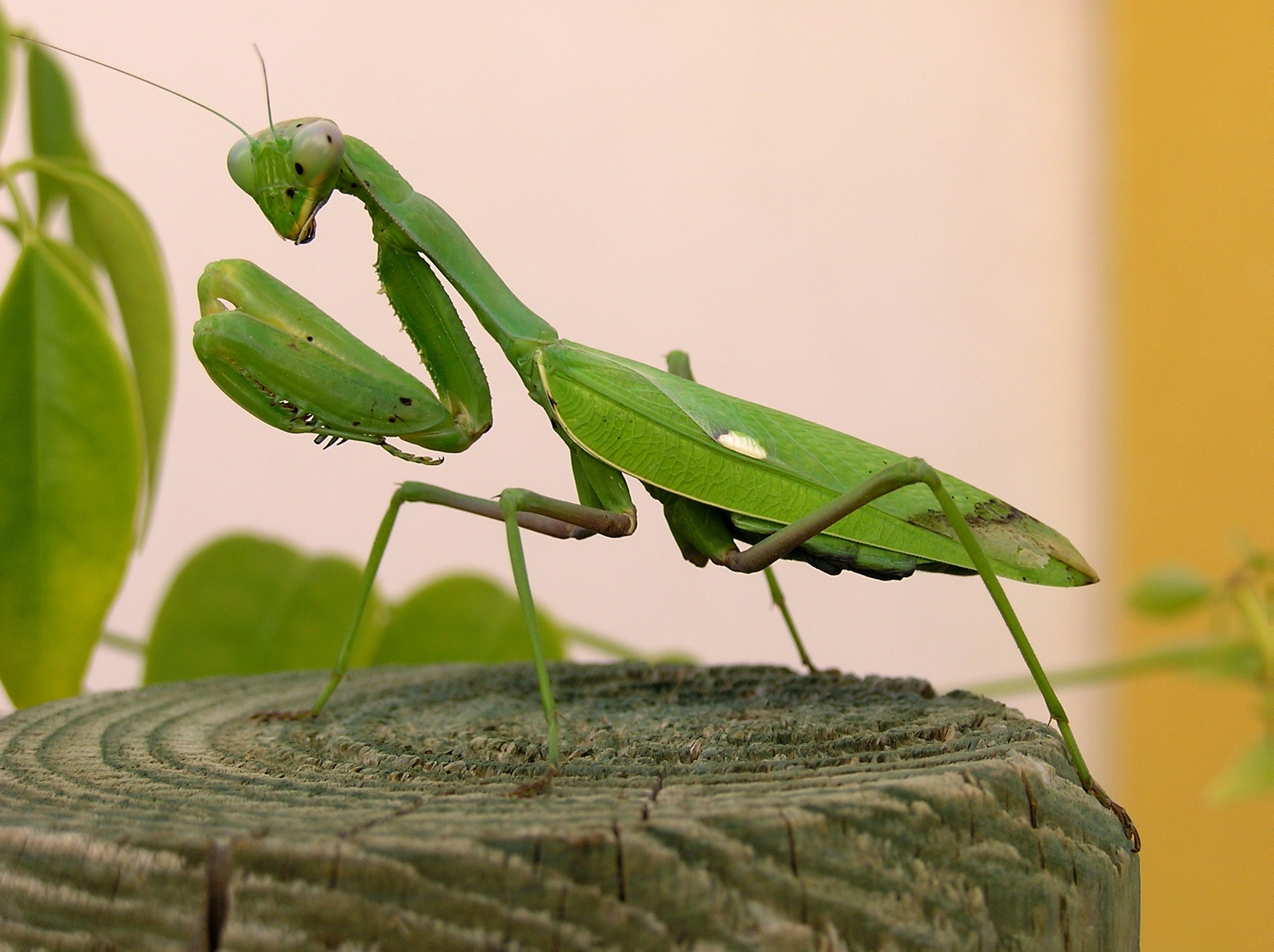 MANTIS RELIGIOSA, UN DEPREDADOR BENÉFICO PARA LOS CULTIVOS