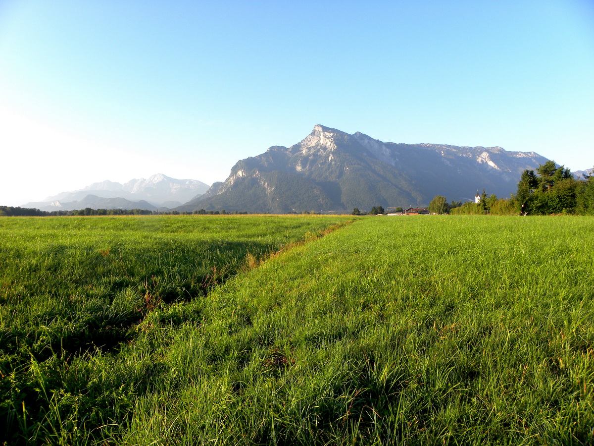 mountain, meadow, summer