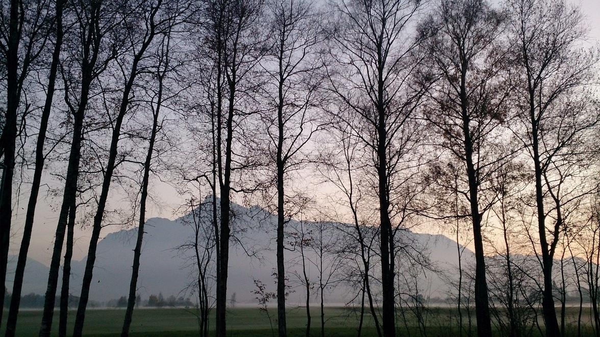 trees, mountain, fog, twilight