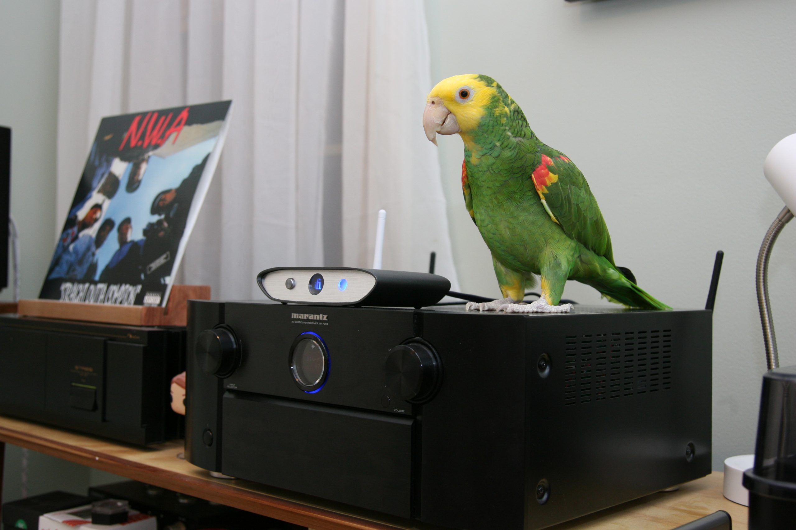 hifi chicken