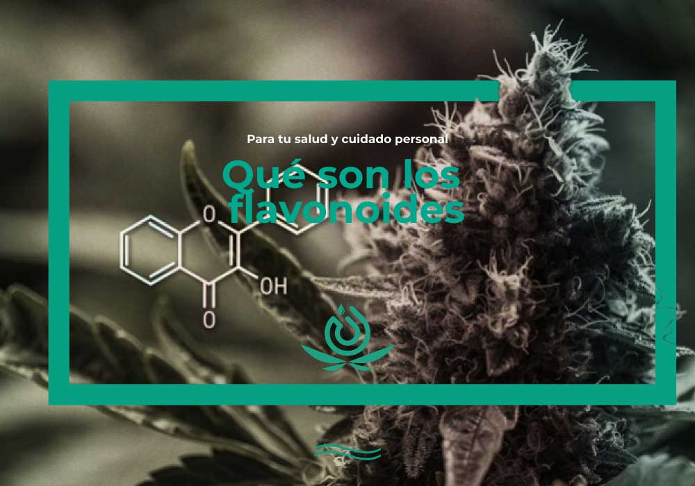 Qué son los flavonoides y dónde los podemos encontrar Higea CBD