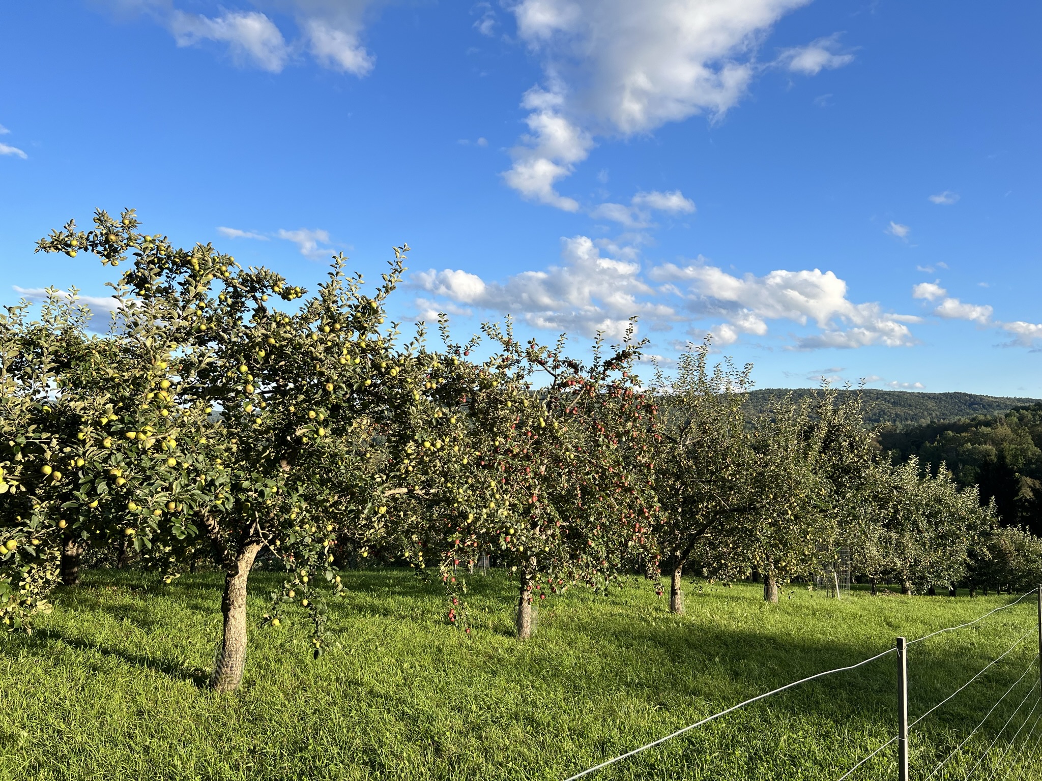 Whitman Brook Orchard Quechee VT Open for Picking Higgerson Team