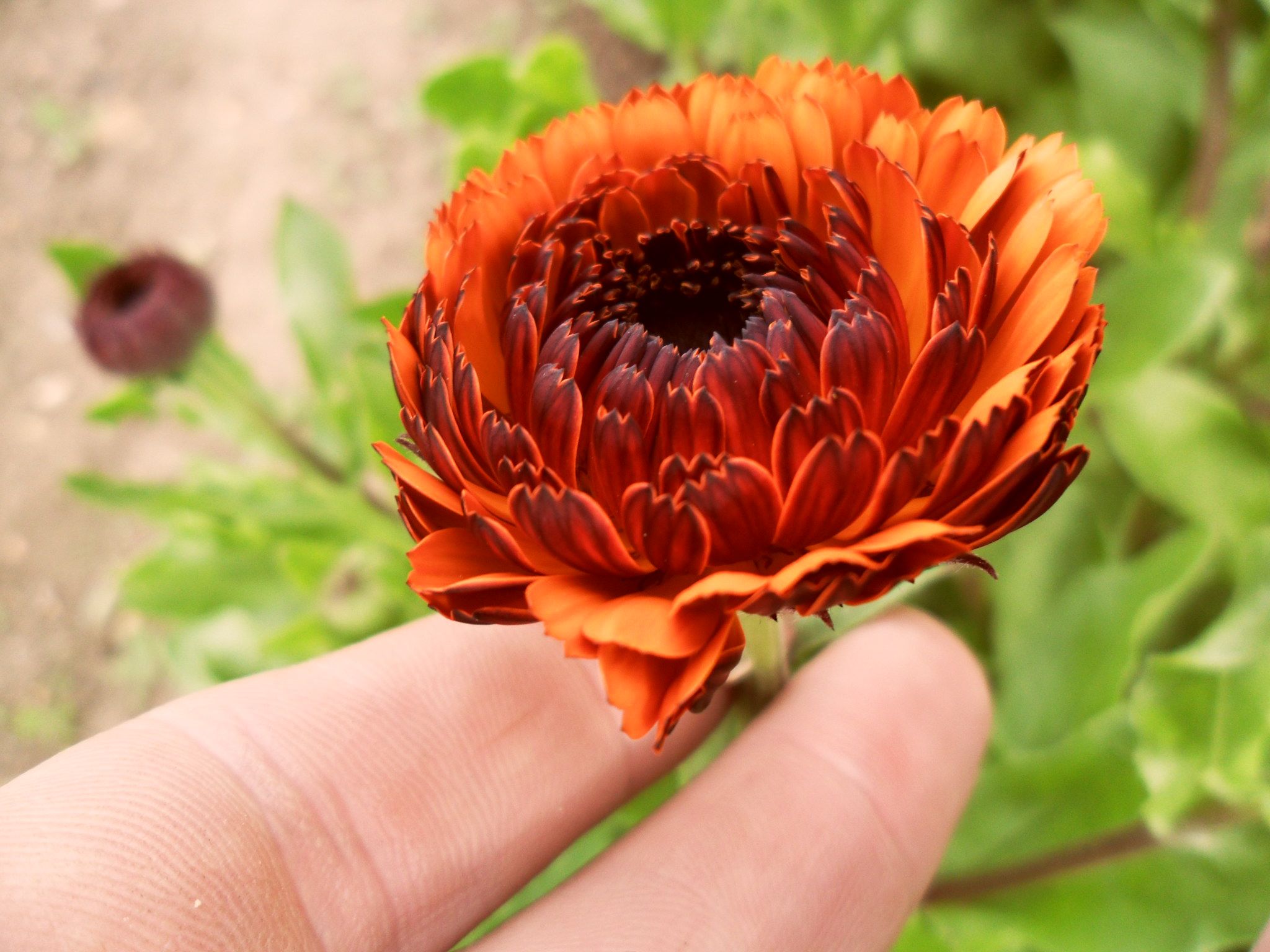 Hardy Annual Flowers Uk More information about fuchsia 'genii