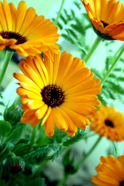 Flowers to sow in June. Calendula. Higgledy Garden