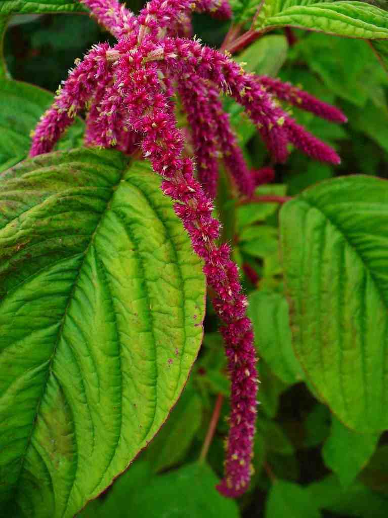 Sowing Amaranthus Seeds. Higgledy Garden