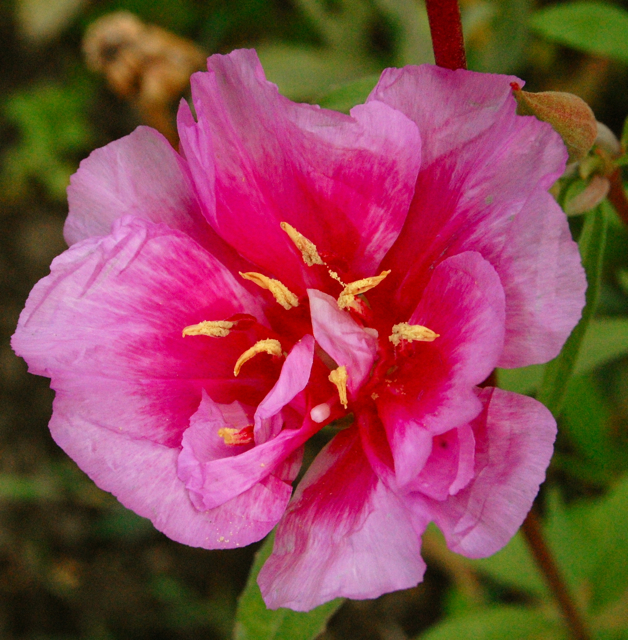 Godetia ‘Crown’ Seedling.(Some call Godetia, ‘Clarkia’…I don’t