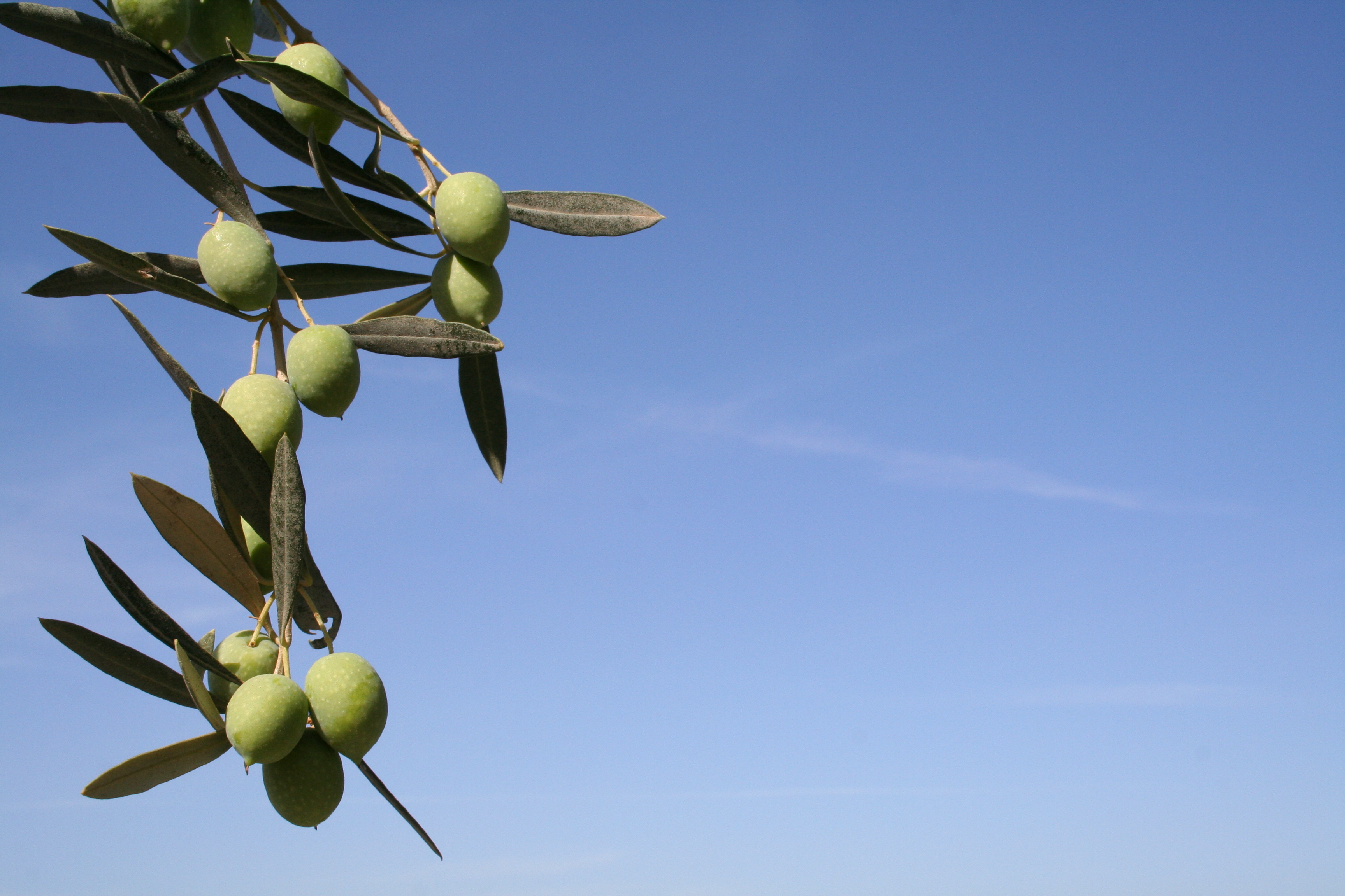 Olive Leaf Extract for Type 1 Diabetes? High Blood Sugar Solution