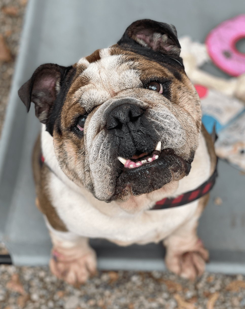 ADOPT US! Highbury Defense Group