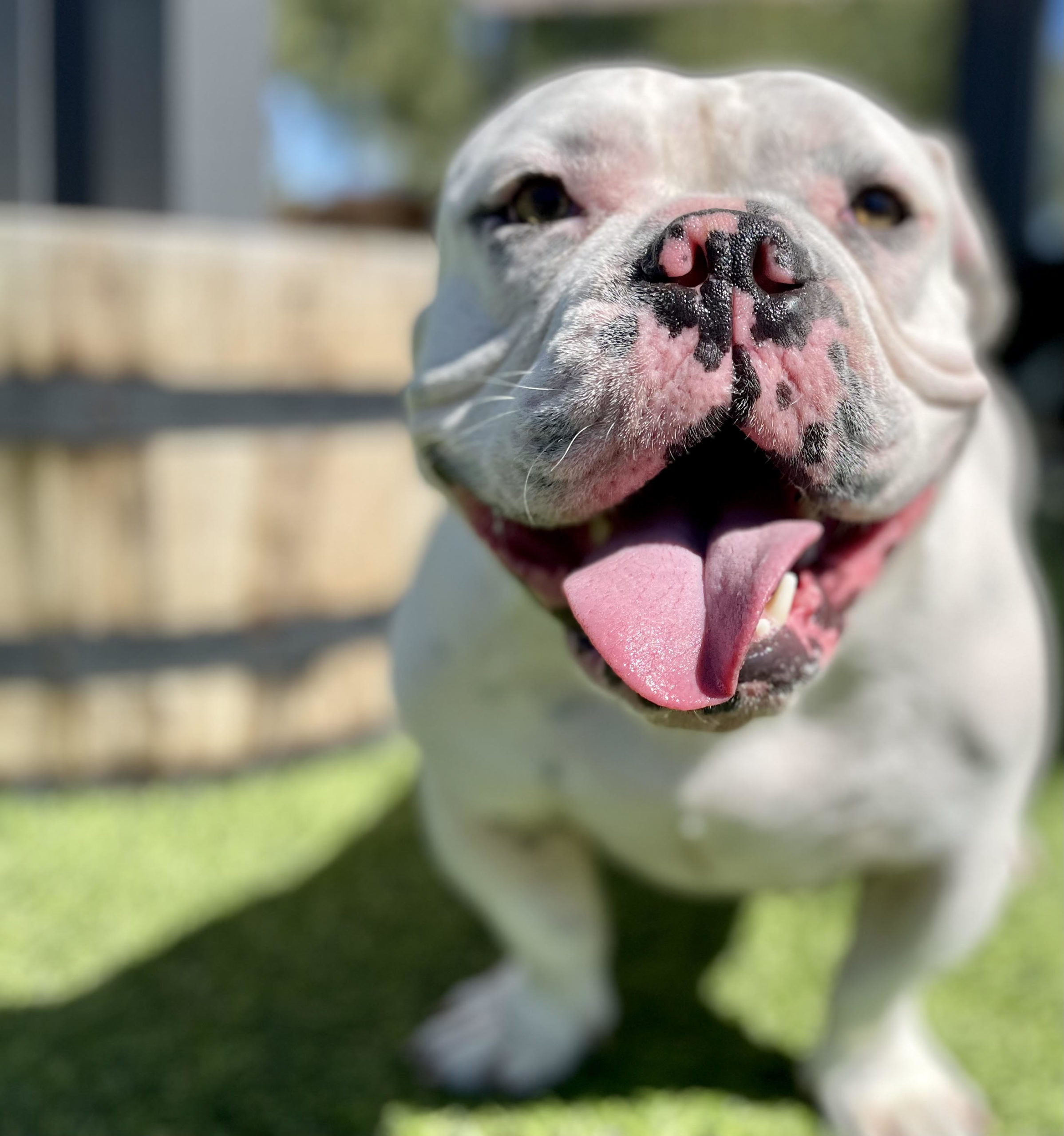 Bullys Highbury Defense Group