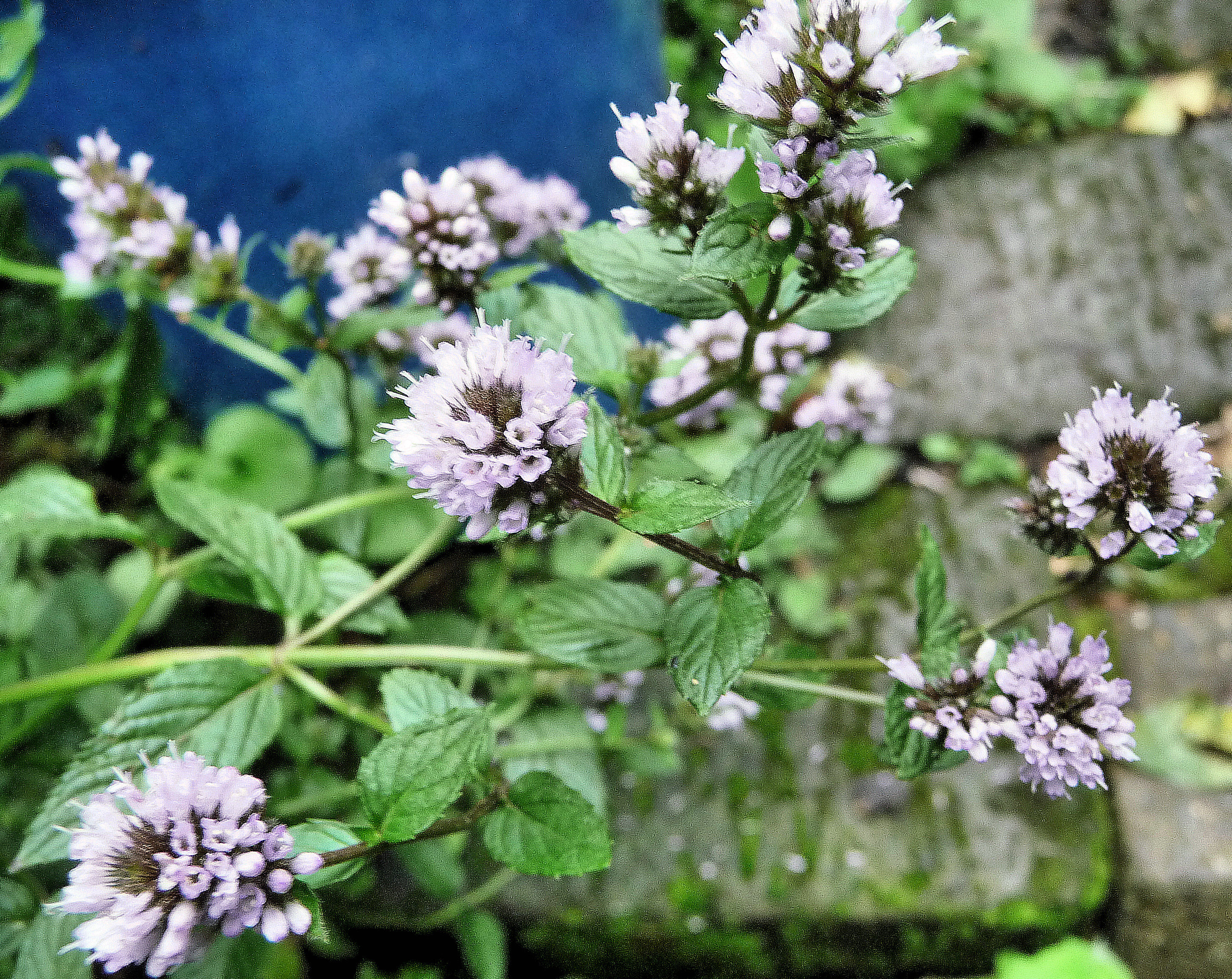 MINT (Mentha) Highbury Wildlife GardenHighbury Wildlife