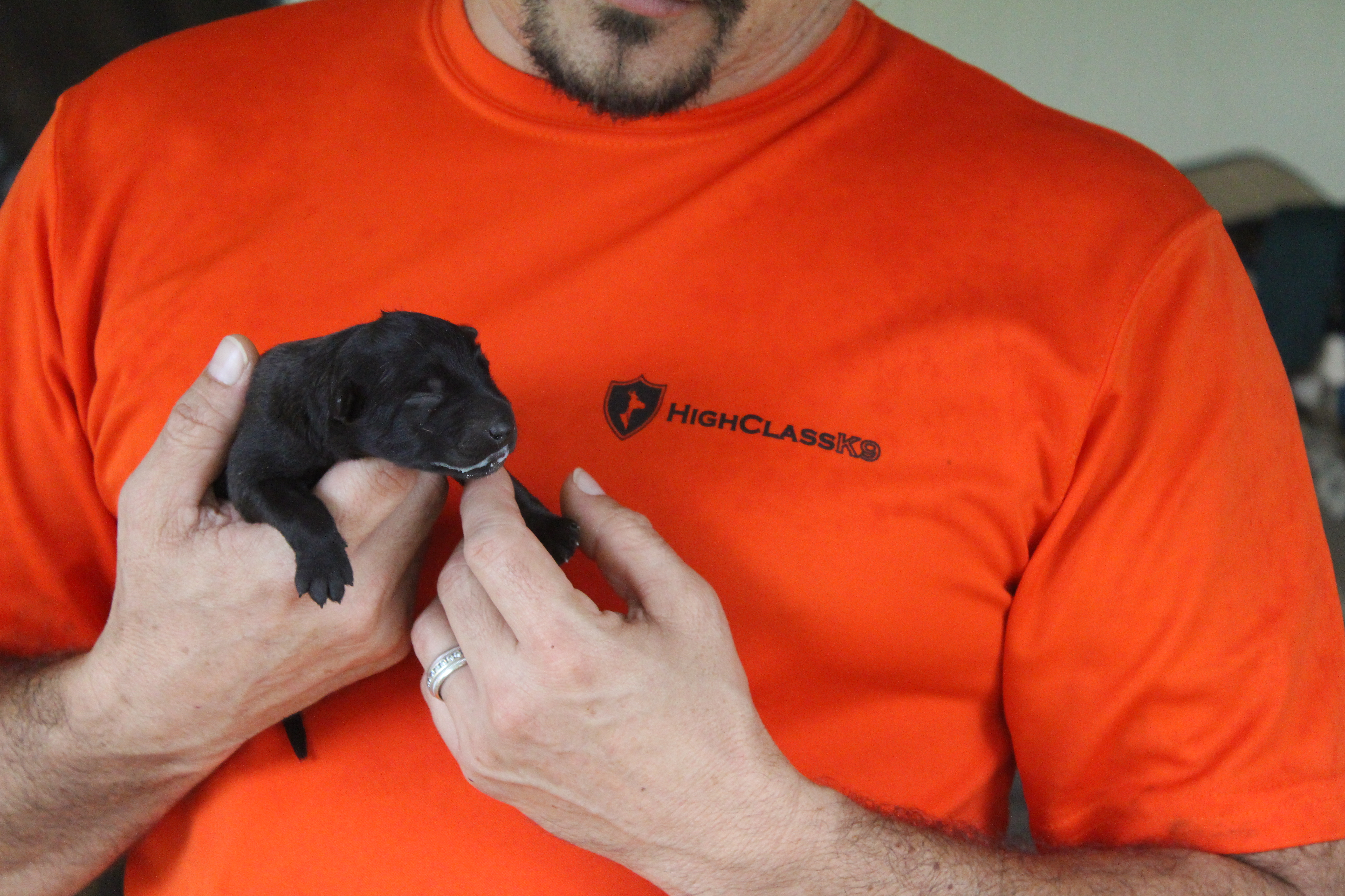 family dogs for sale