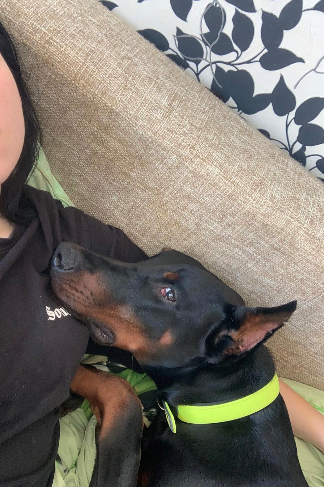 Are Dobermans Good Family Dogs HighClass K9