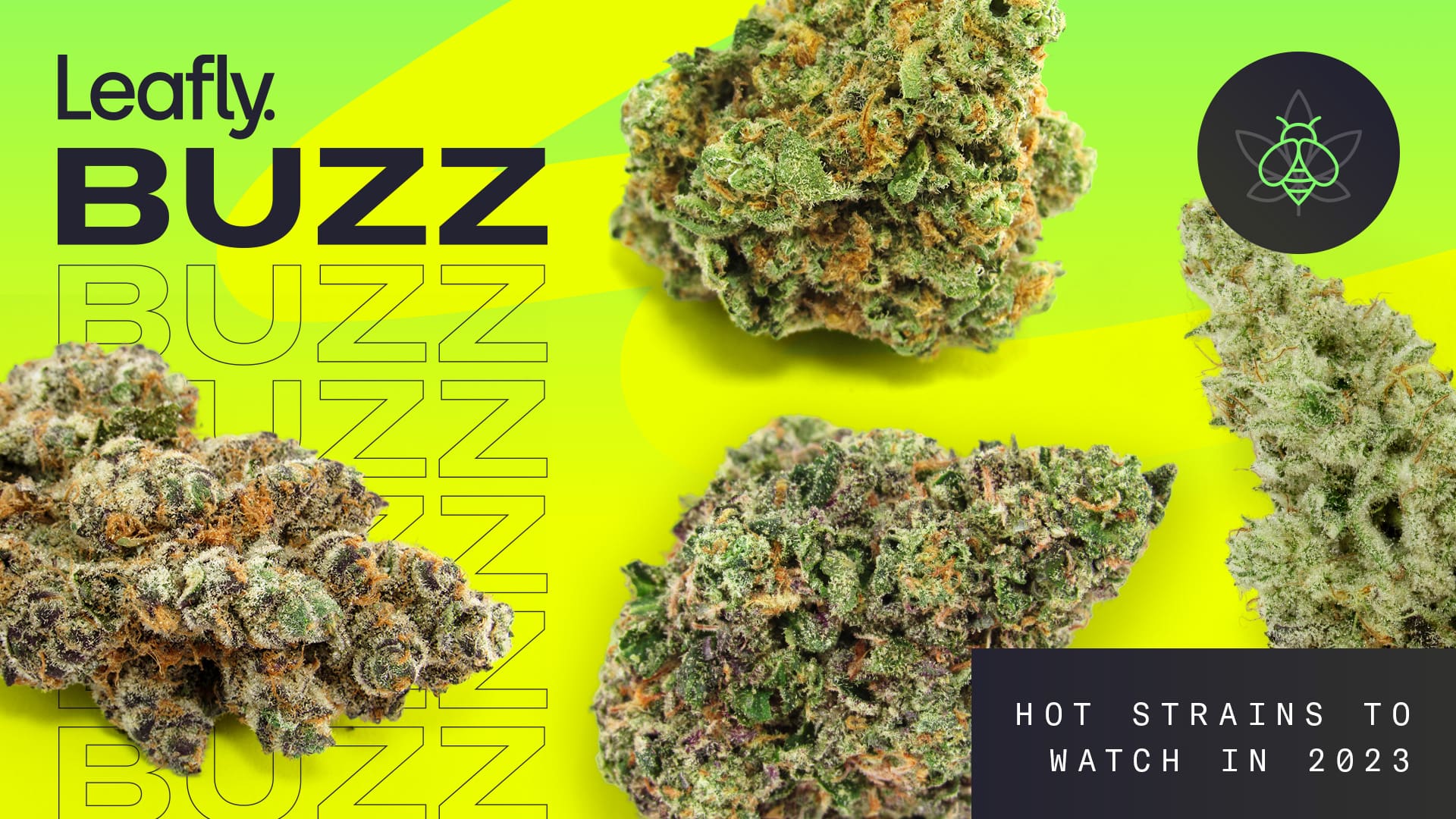 Leafly Buzz 13 top cannabis strains of September 2023 High Desert Relief