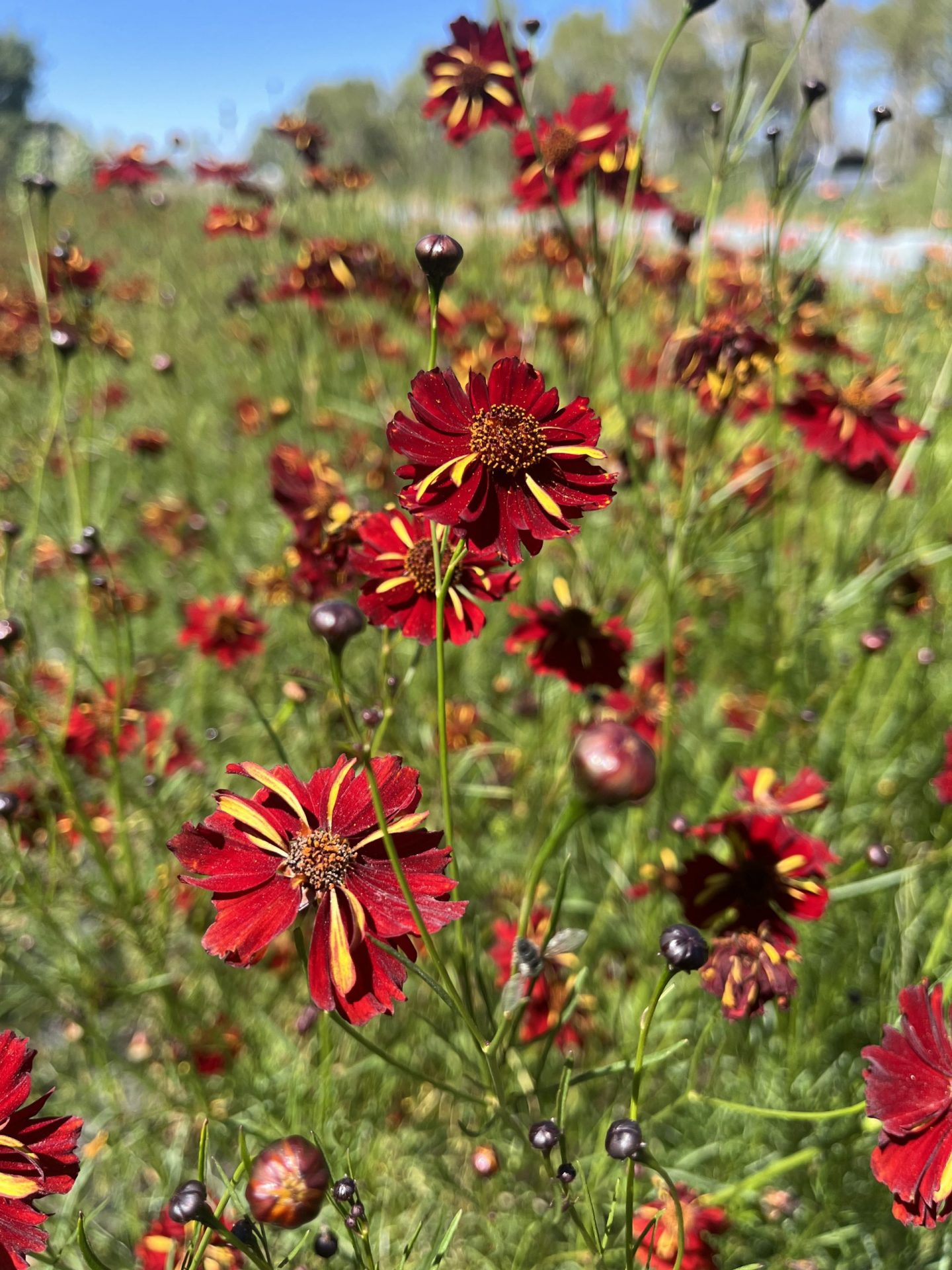 Crackerjack Marigold High Desert Seed + Gardens