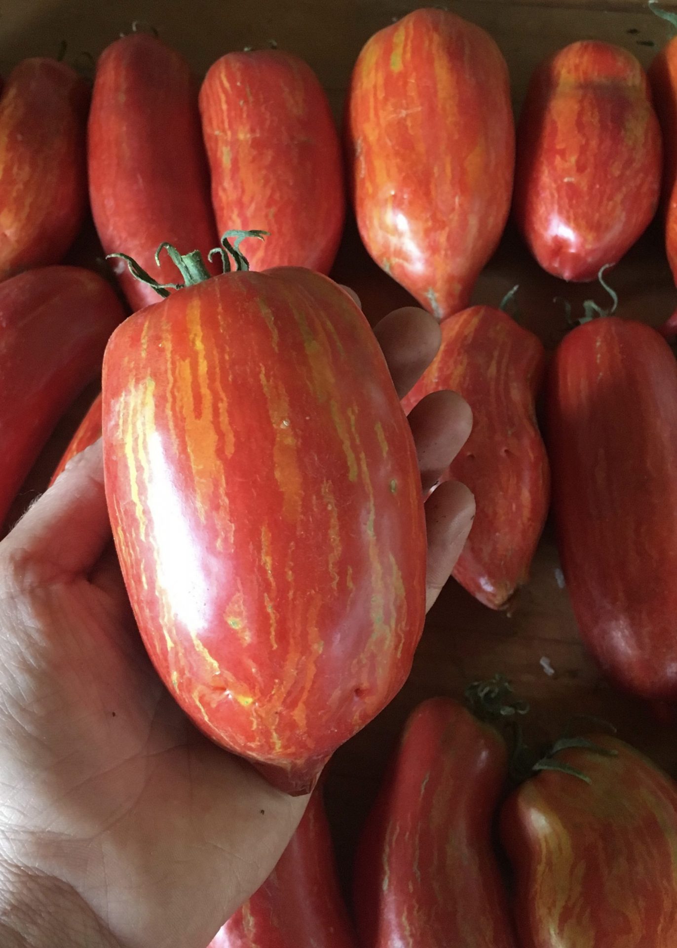Striped Tomatoes