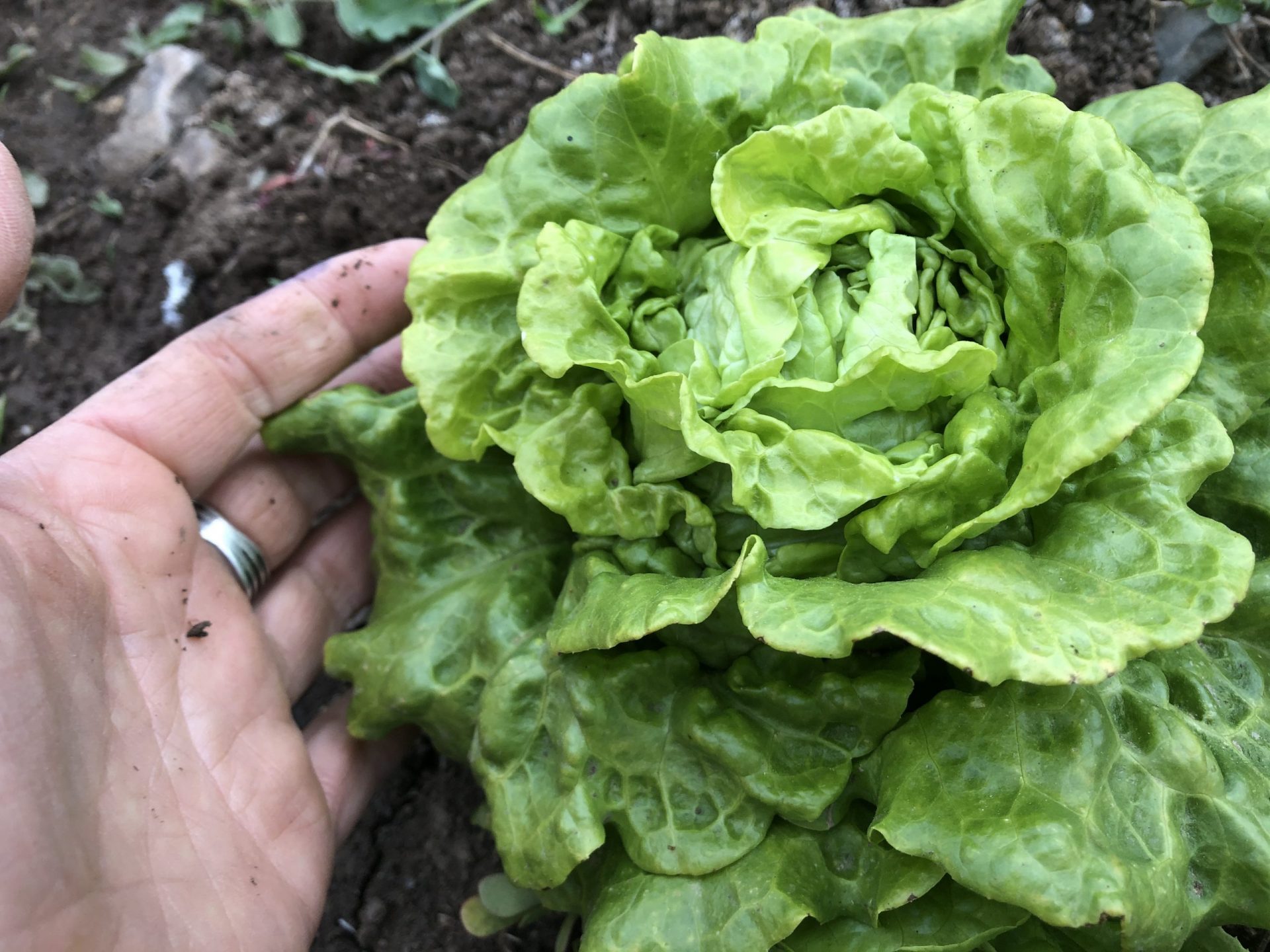 Tom Thumb Lettuce (Butterhead) High Desert Seed + Gardens