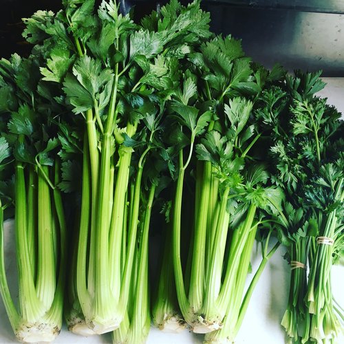 Tango Celery High Desert Seed + Gardens