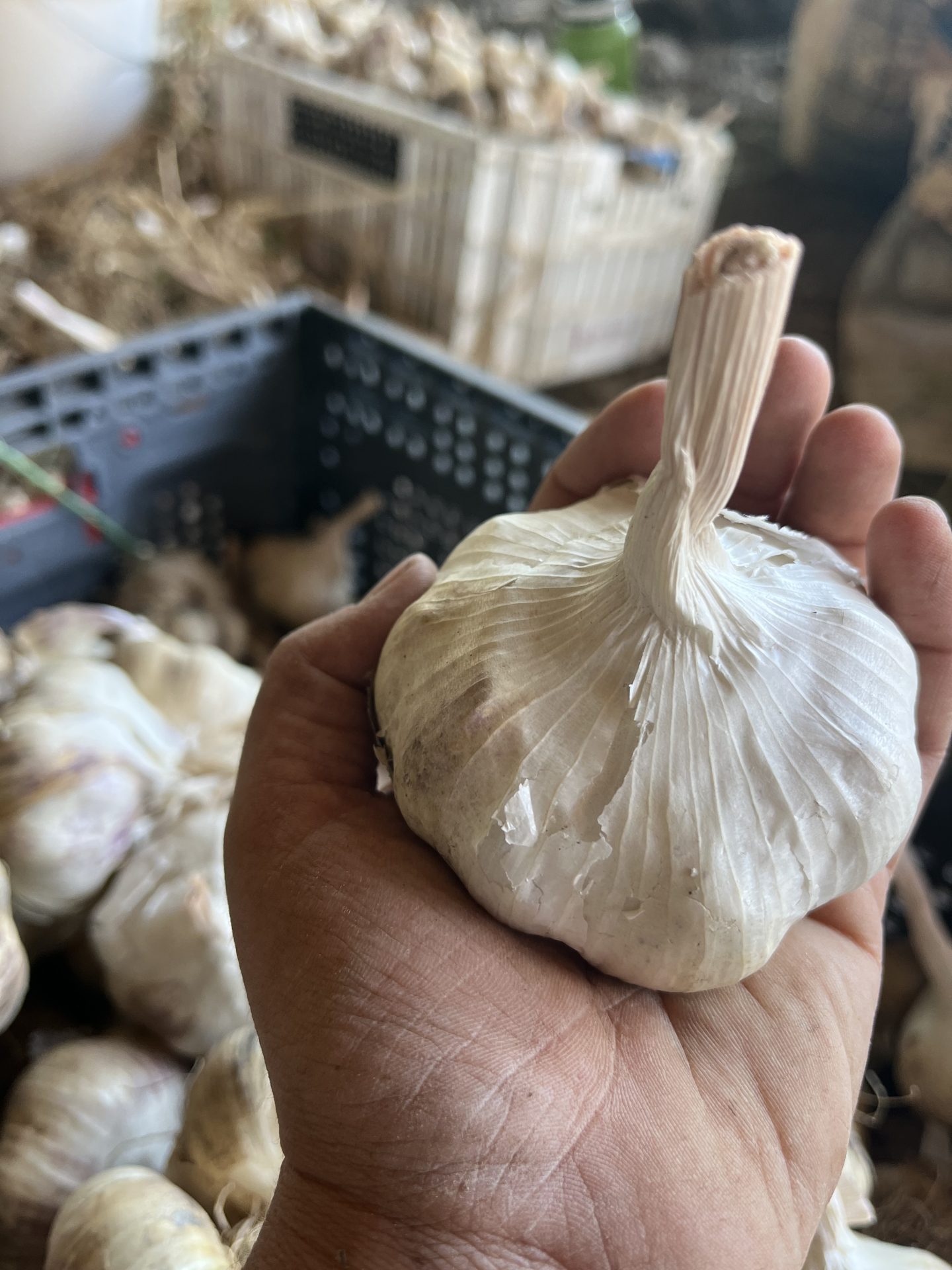 Montana Zemo Hardneck Garlic High Desert Seed + Gardens