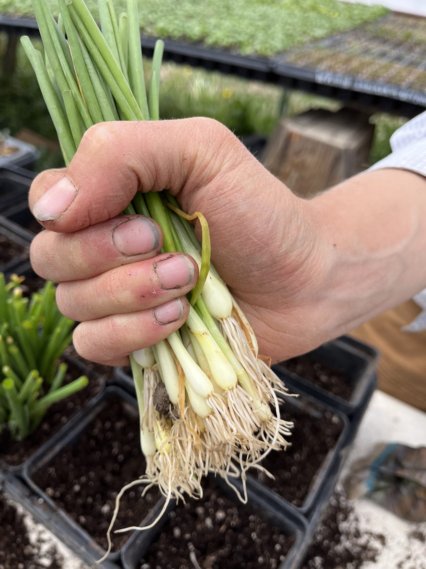 How to Grow Onions Indoors from Seed High Desert Seed + Gardens