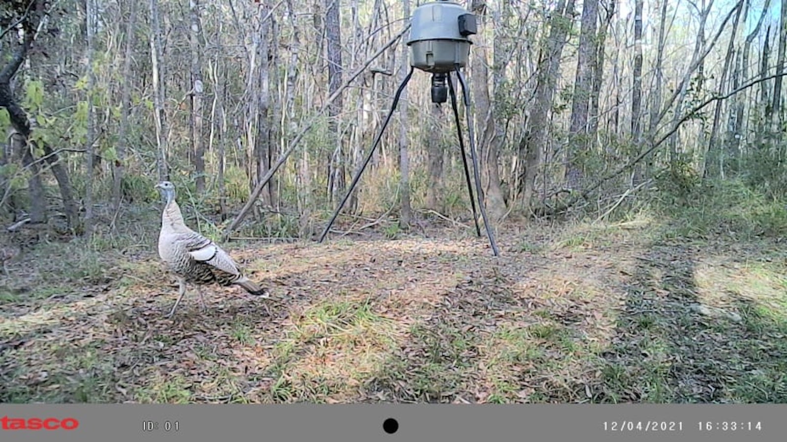 The Lost Turkeys of East Texas Higher Calling Wildlife