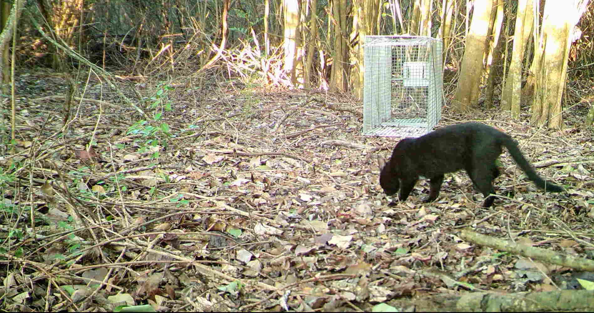 Black Panthers Don't Exist, But Black Longtails Do (Pt. 1) Higher