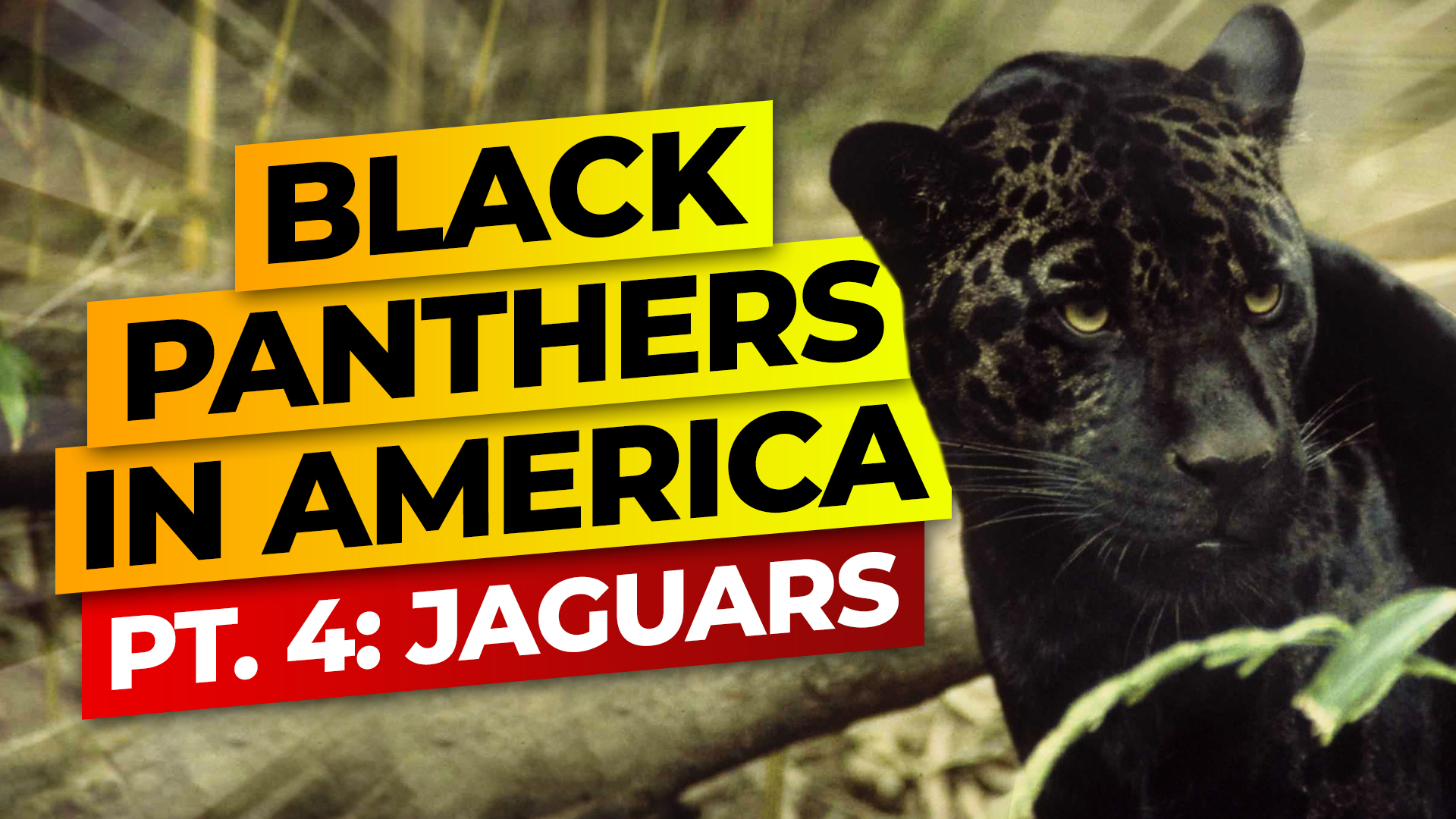 Are Jaguars Responsible For America's Black Panther Reports? Higher