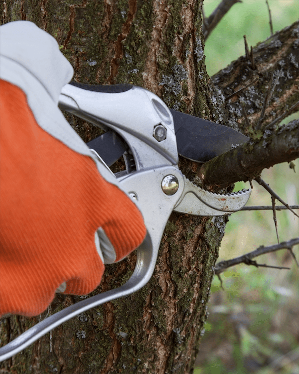 Find Tree Trimming Near Me Higher Calling Tree Services
