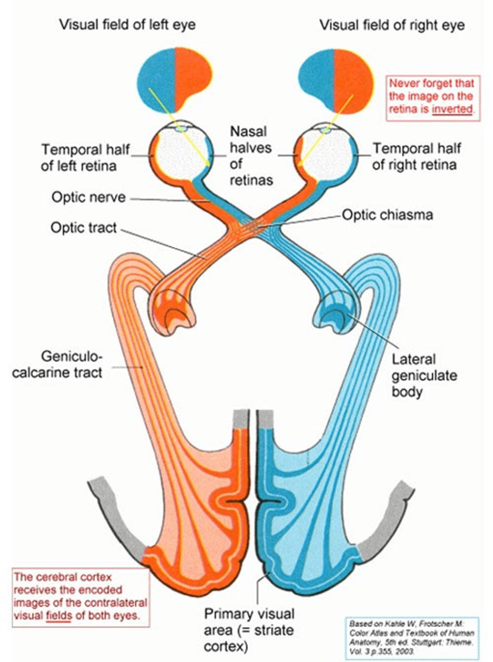 Anatomy of the Eye American Association for Pediatric Ophthalmology