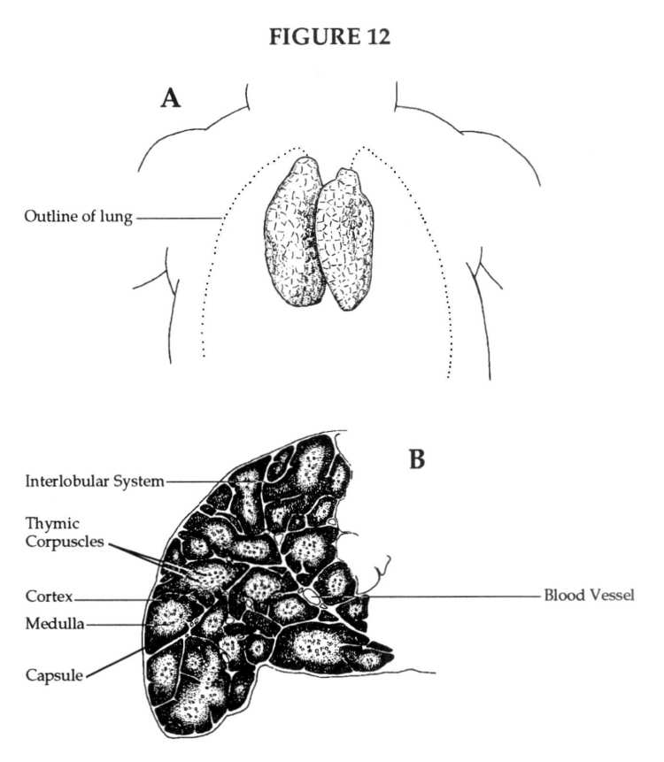 Chemical Education Between Bethel and Ai