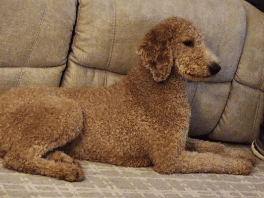 Our Adult Standard Poodles Higher Standard Poodles