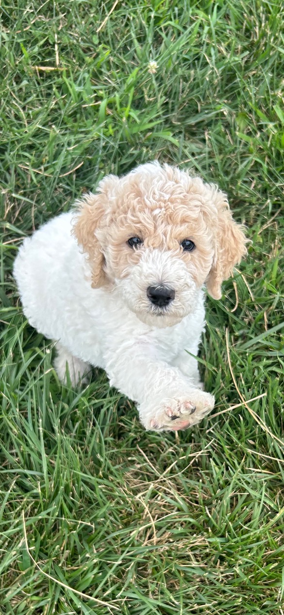 Standard Poodles Good Guard Dogs Higher Standard Poodles
