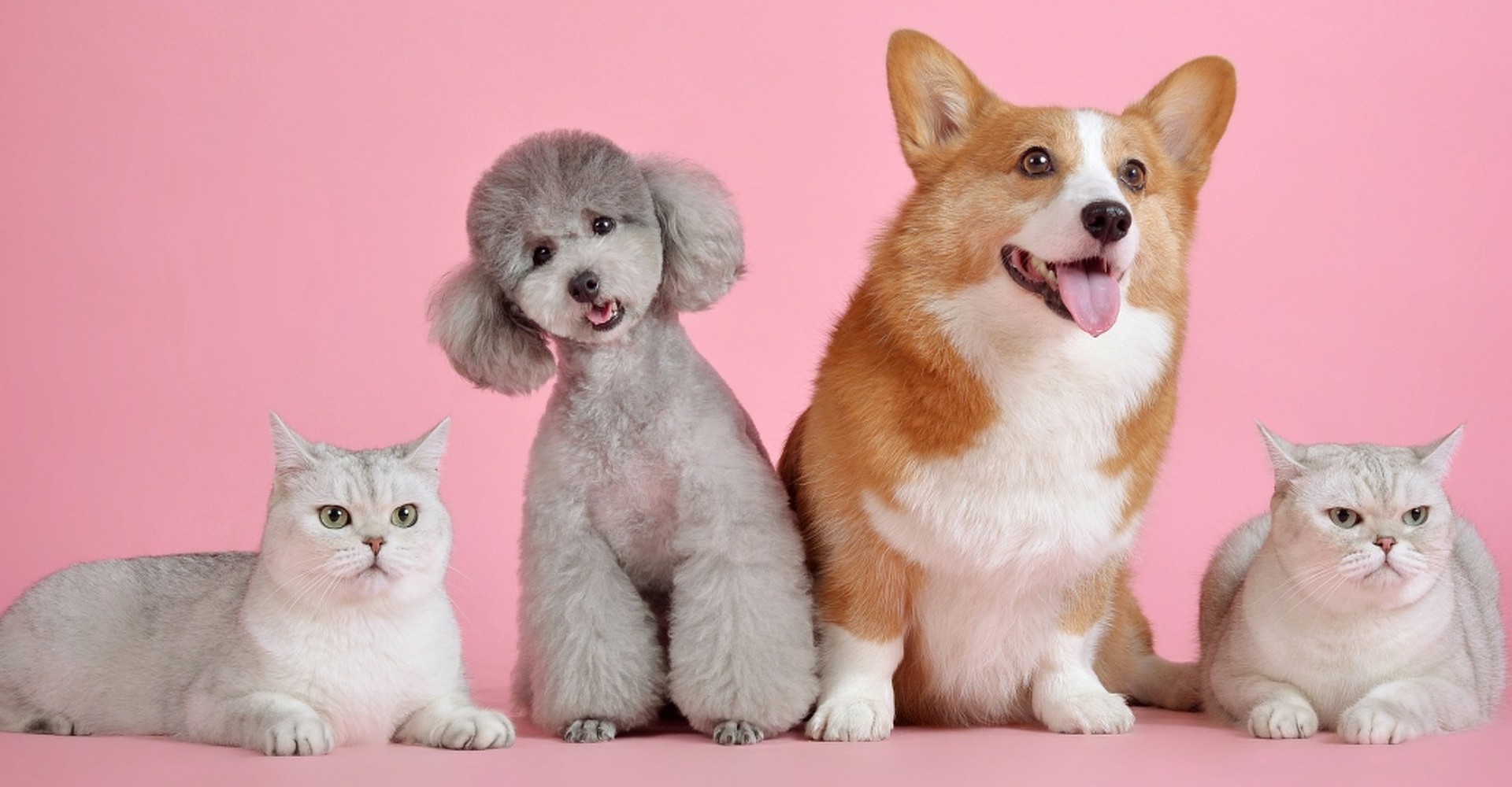 Pet & Reptile Shop Highfield Garden World