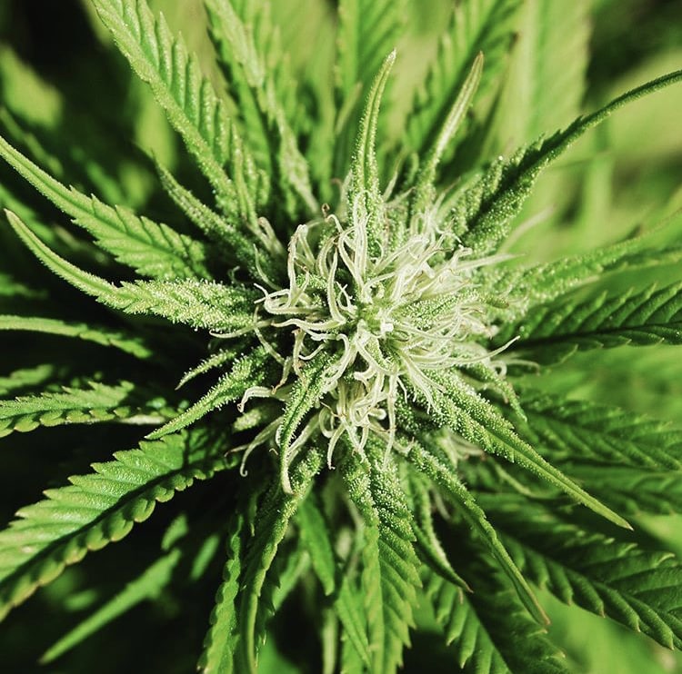 Comment reconnaître une plante de cannabis mâle d'une