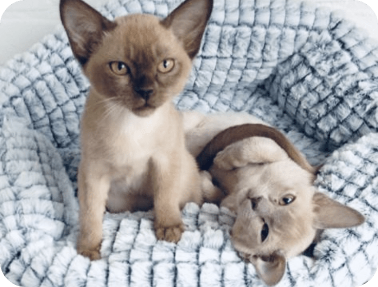 Home Highgate Vets Highgate Vets