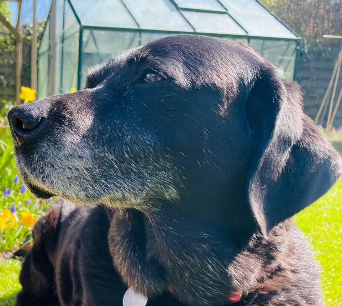 Register Your Pet Highgate Vets Highgate Vets