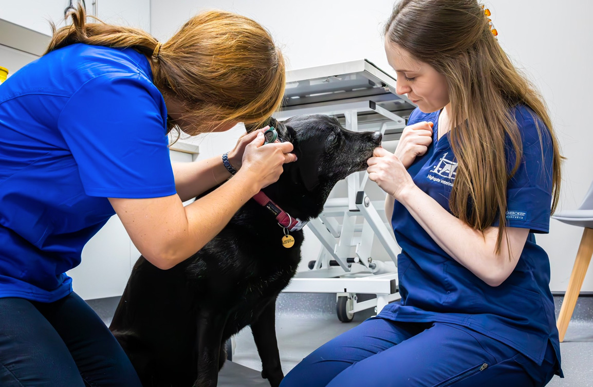 Services Highgate Vets Highgate Vets