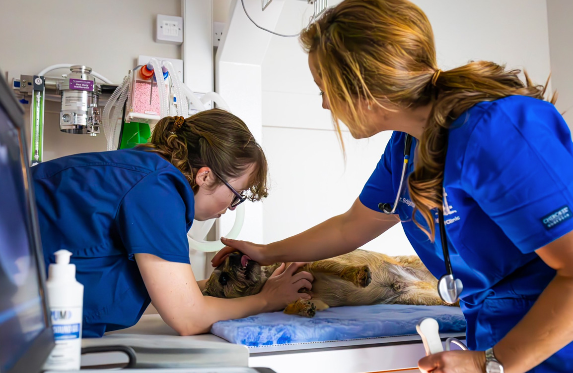 Services Highgate Vets Highgate Vets