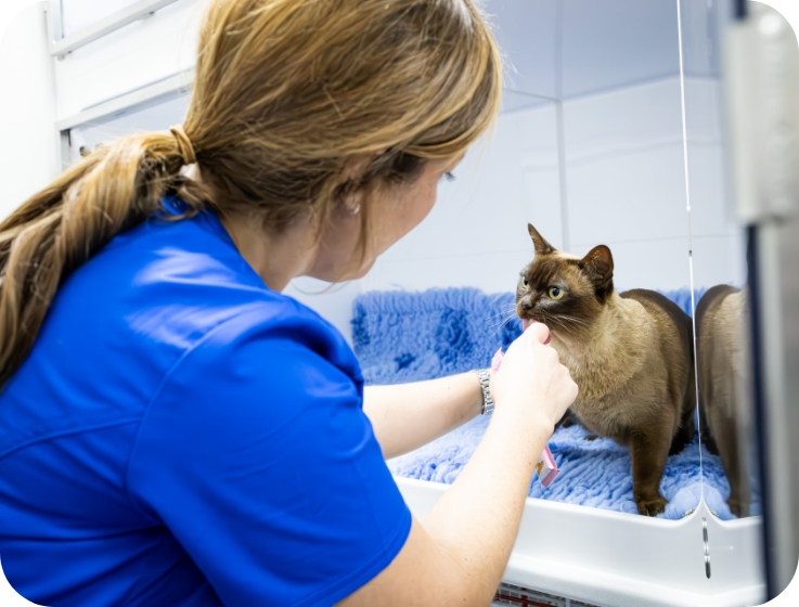 Fear Free Vet Willingham Highgate Veterinary Practice Highgate Vets