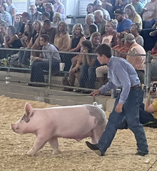 Hillsboro FFA members exhibit swine at the Highland County Fair The