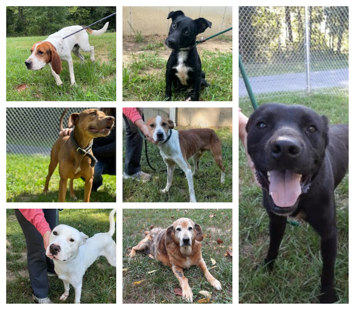Friends of the Highland County Dog Pound lists available dogs and