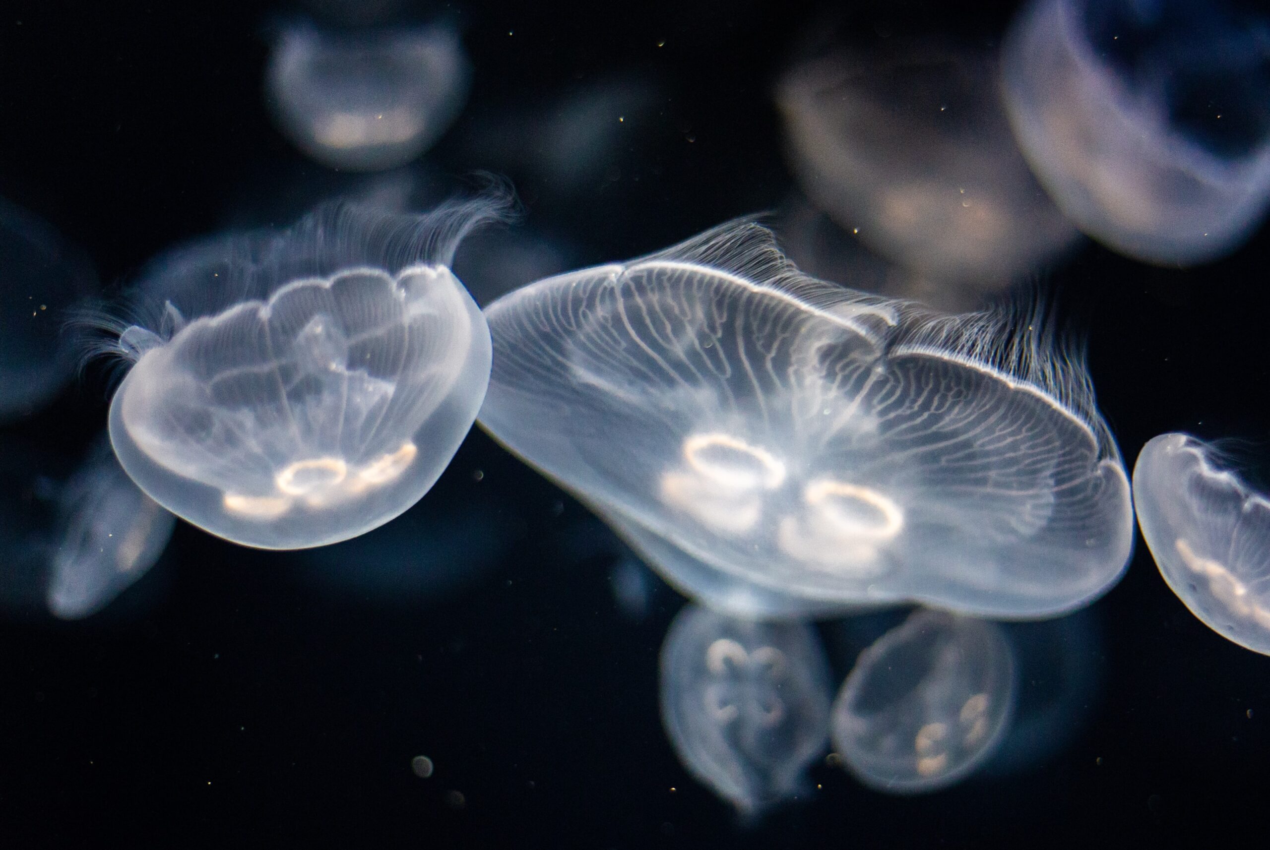 Common Jellyfish Types in the UK Highland Experiences