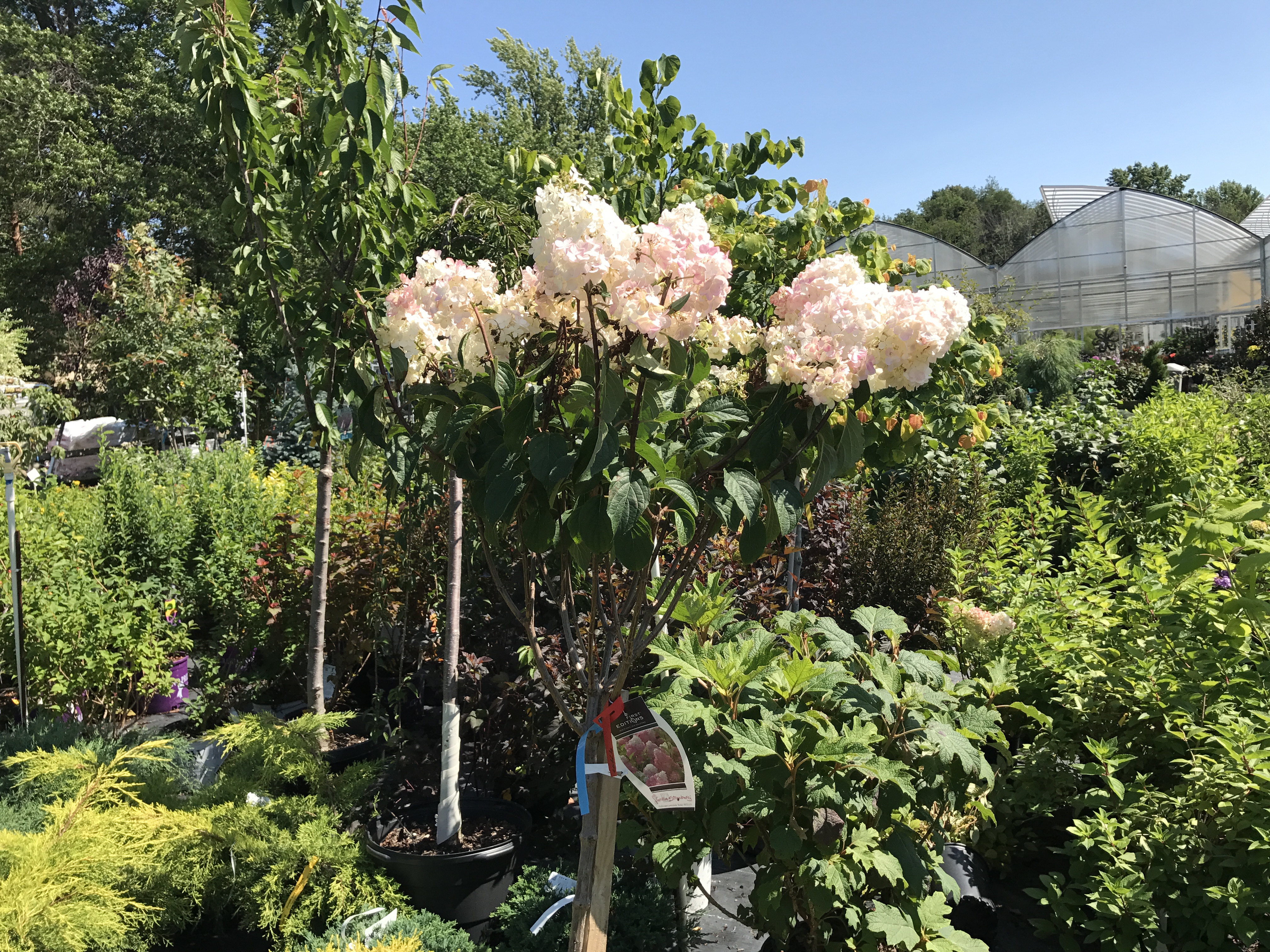 Highland Garden Center Specials
