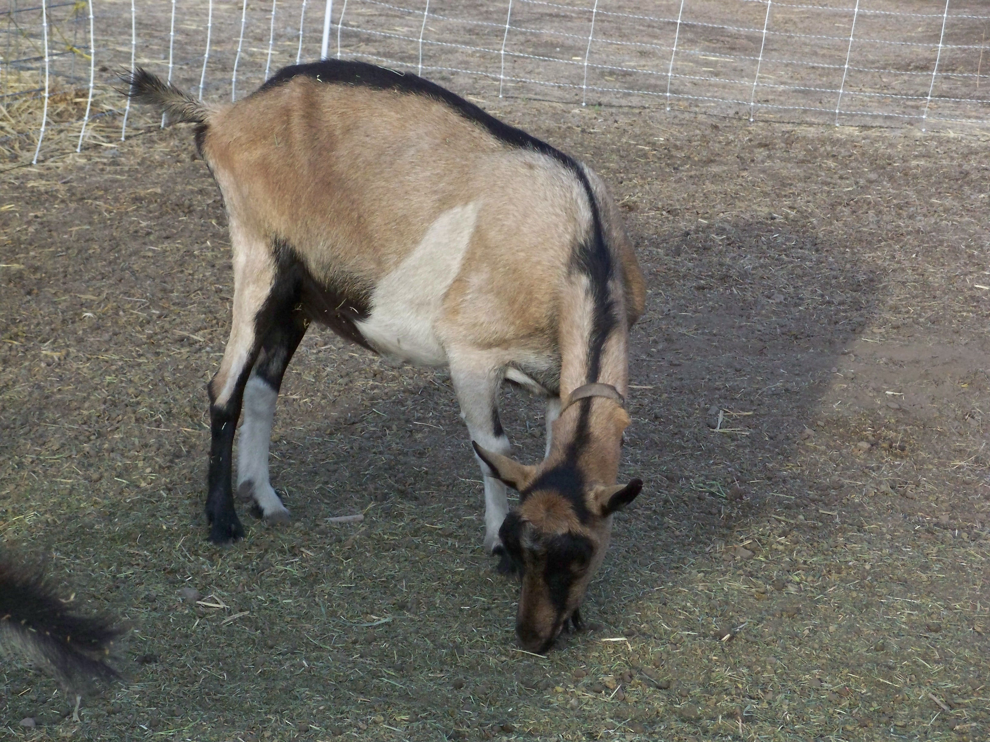Alpine Dairy Goats Highland Glenn Ranch