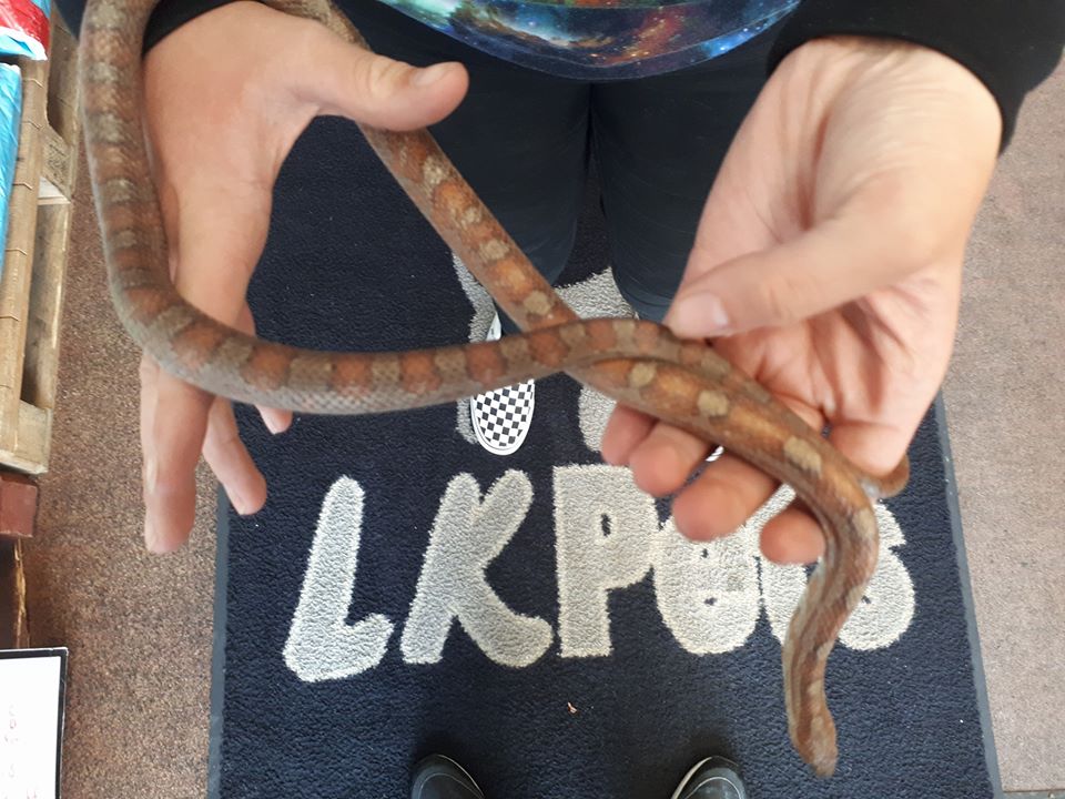 No snakes in Ireland? A Donegal farmer might disagree! Highland Radio