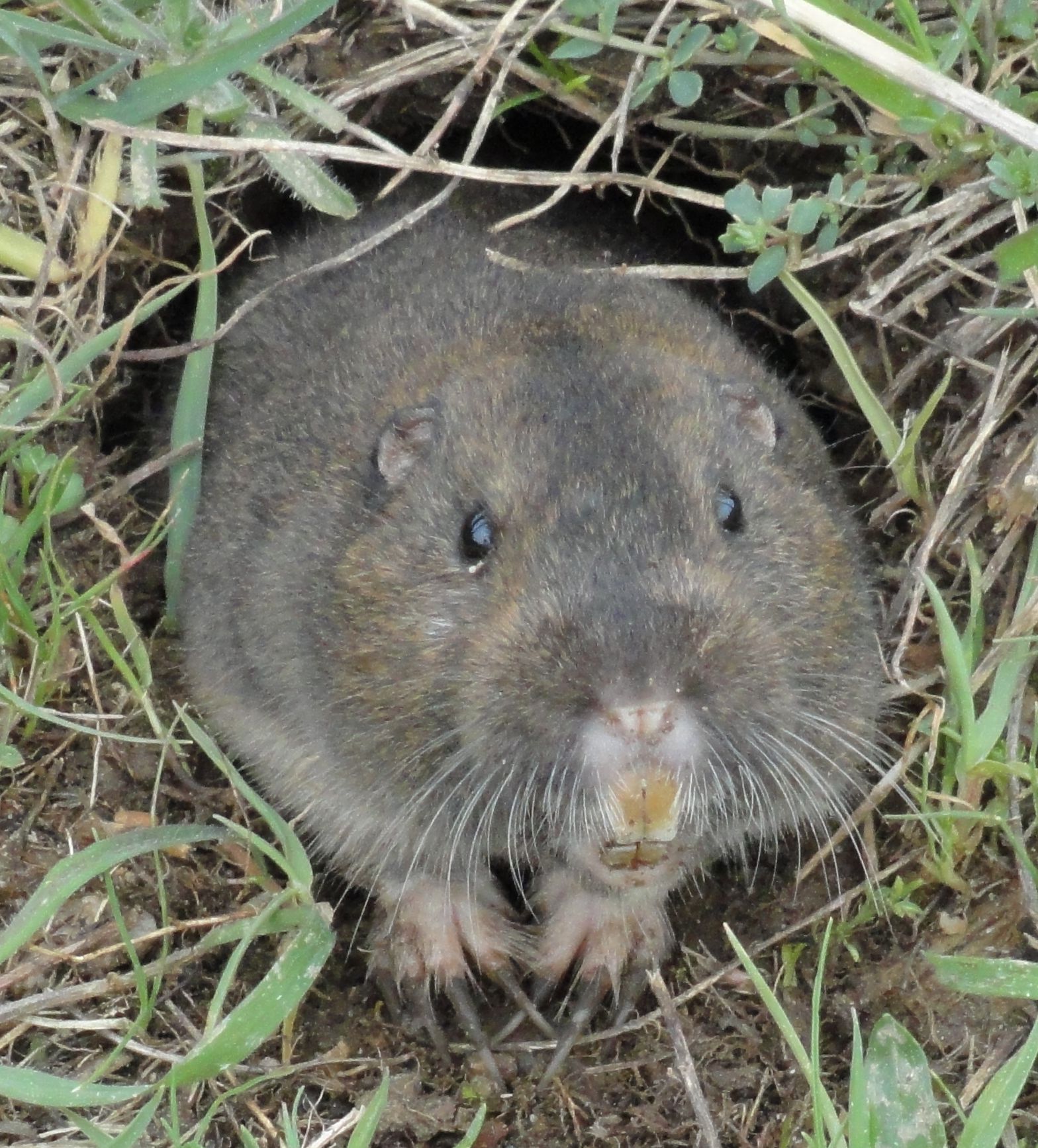 Top 32+ Stock Images show me a picture of a gopher Superb