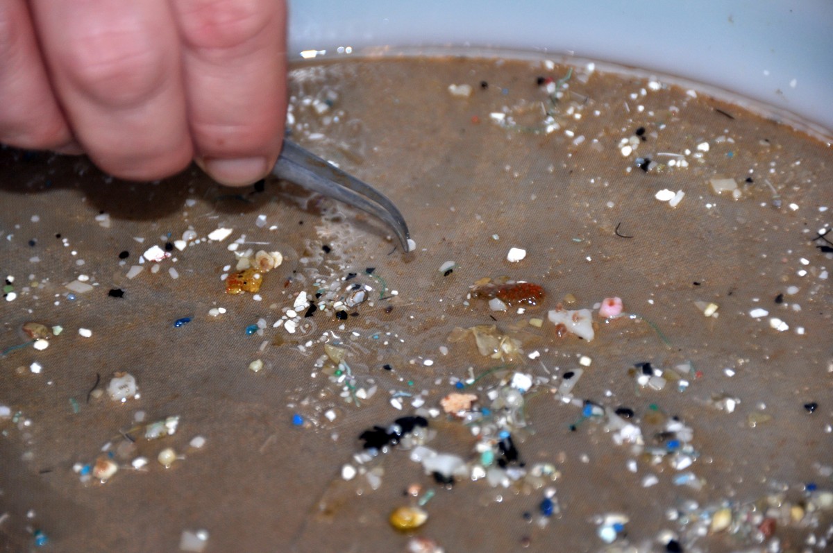 The Dangers of Microplastics The Current