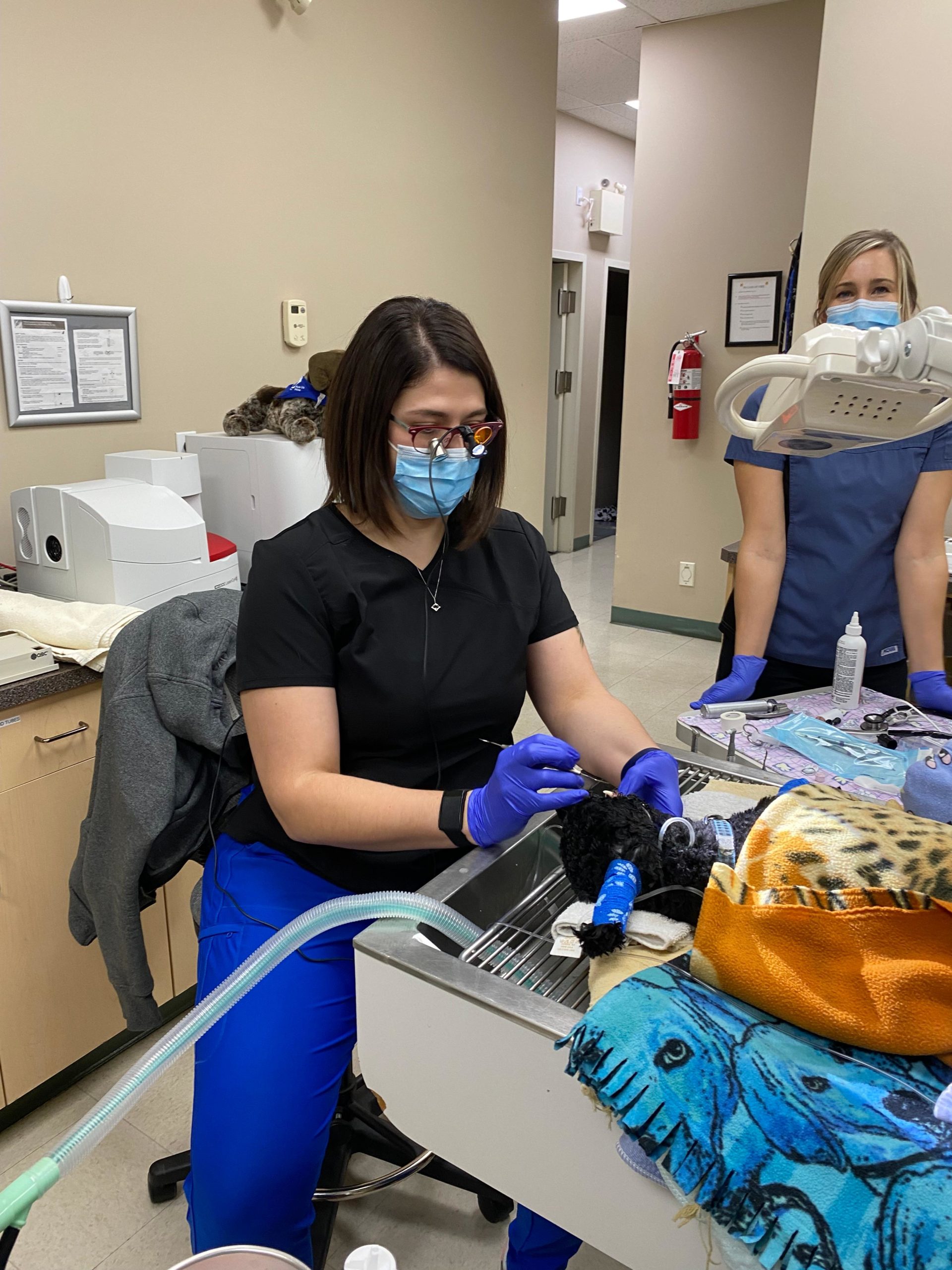 Highlands Pet Hospital Lethbridge, Alberta T1J4V3