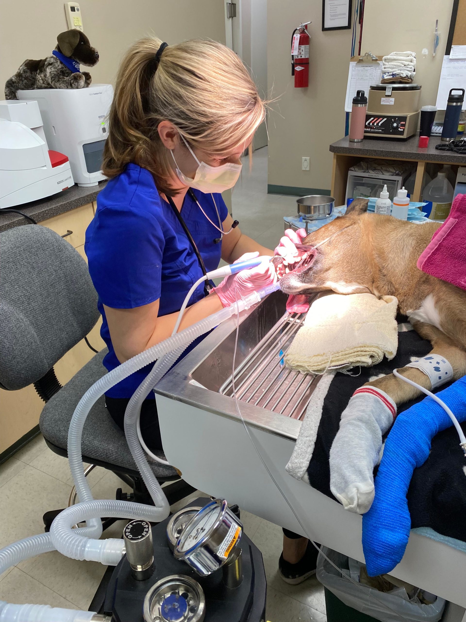 Highlands Pet Hospital Lethbridge, Alberta T1J4V3