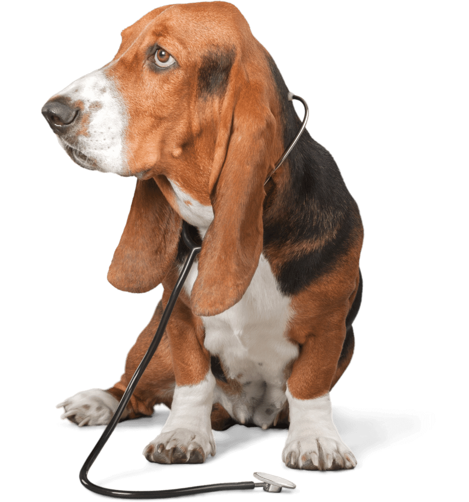 Chesapeake, VA Vet Appointment Highlands Veterinary Center