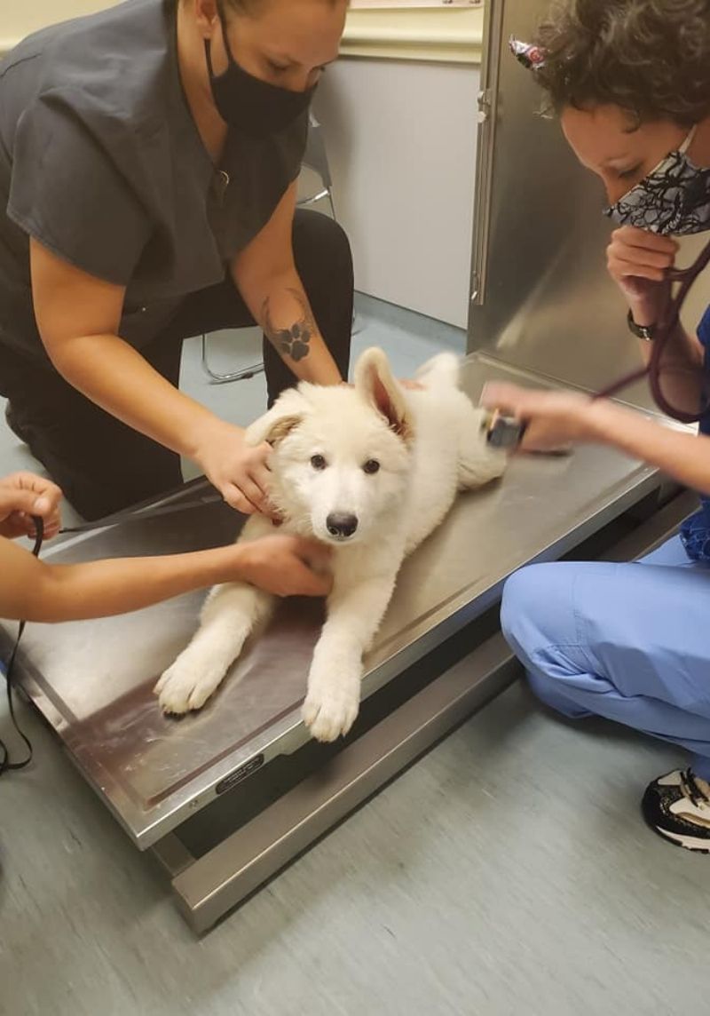 Best Vet In Chesapeake Highlands Veterinary Center